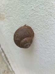 Zachrysia provisoria