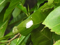 Okiscarta uchidae