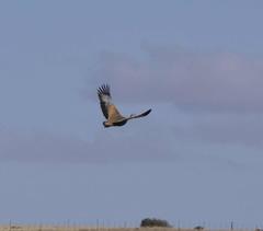Eupodotis caerulescens