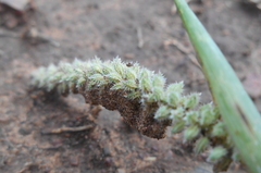 Tragus berteronianus