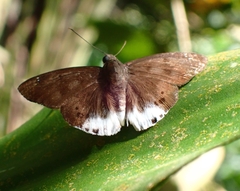 Tagiades