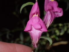 Antirrhinum majus