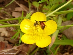 Andrena labiata
