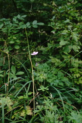 Geranium asphodeloides