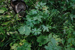 Geranium asphodeloides