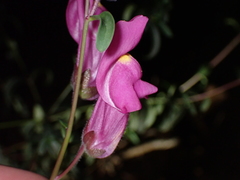 Antirrhinum majus