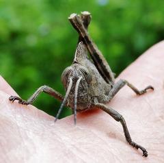 Abisares viridipennis