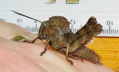 Abisares viridipennis