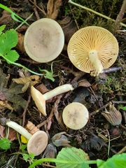 Lactarius pyrogalus