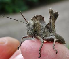Abisares viridipennis