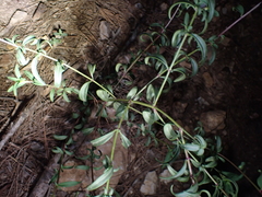 Antirrhinum majus