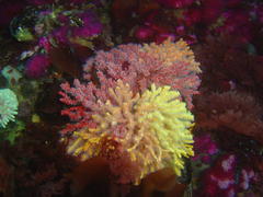 Melithaea rubra