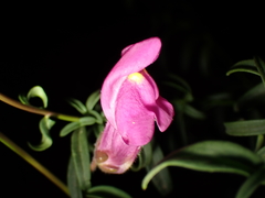 Antirrhinum majus