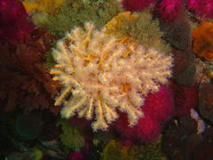 Melithaea rubra