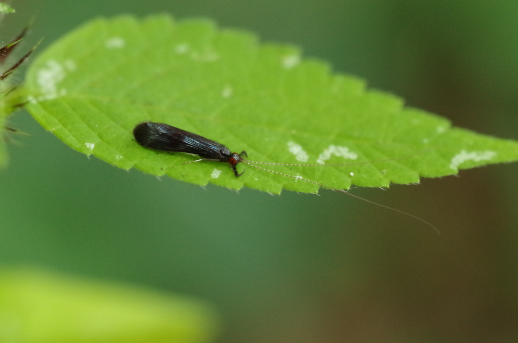 Mystacides nigra