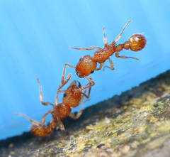 Tetramorium nipponense