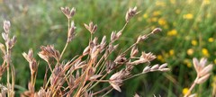 Juncus ranarius