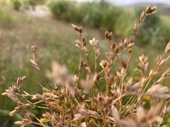 Juncus ranarius