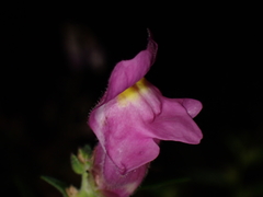 Antirrhinum majus