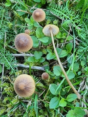 Mycena olivaceomarginata