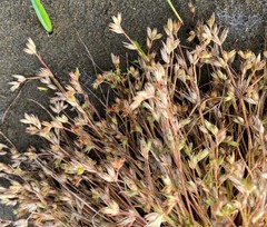 Juncus ranarius