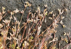 Juncus ranarius
