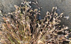 Juncus ranarius