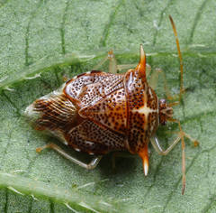 Elasmucha truncatula