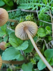Mycena olivaceomarginata