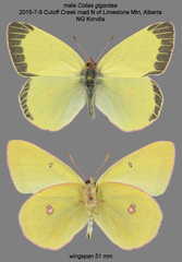 Colias gigantea