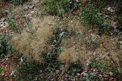 Prangos trifida