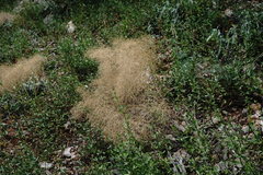 Prangos trifida