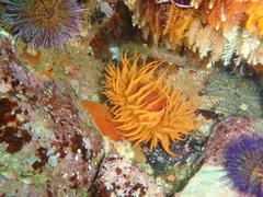Pseudactinia flagellifera