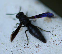 Allorhynchium chinense