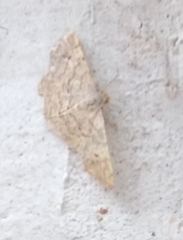 Hileithia magualis