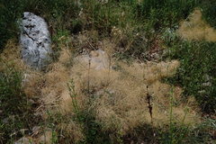 Prangos trifida