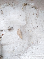 Hileithia magualis