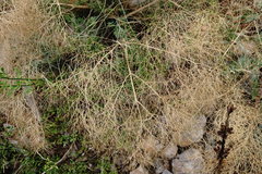 Prangos trifida