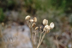 Prangos trifida