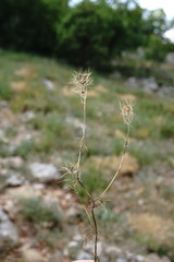 Nigella elata