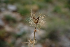 Nigella elata