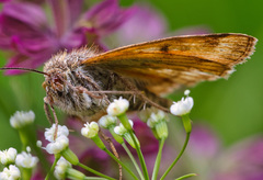 Euclidia glyphica