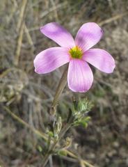 Oxalis hirta tubiflora