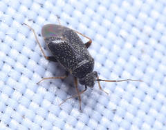 Sthenaridea piceonigra