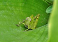 Abisares viridipennis