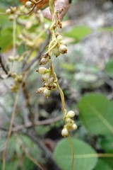 Cuscuta monogyna