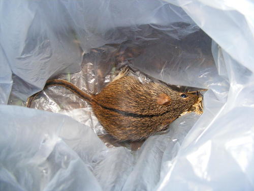 Single-striped Grass Mouse