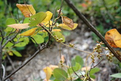 Cuscuta monogyna