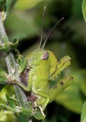 Abisares viridipennis