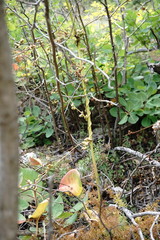 Cuscuta monogyna